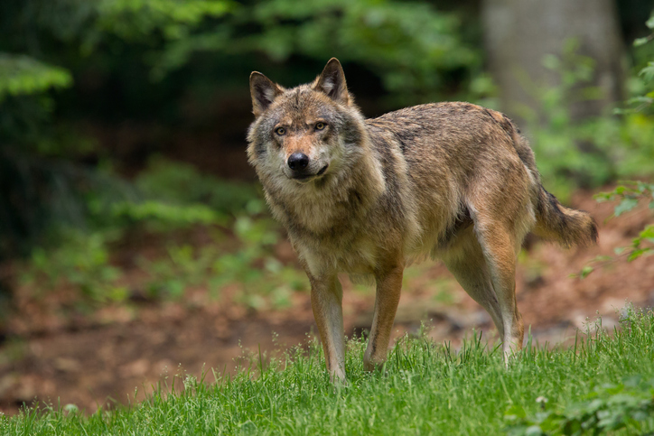 Wolf im Naturschutzgebiet