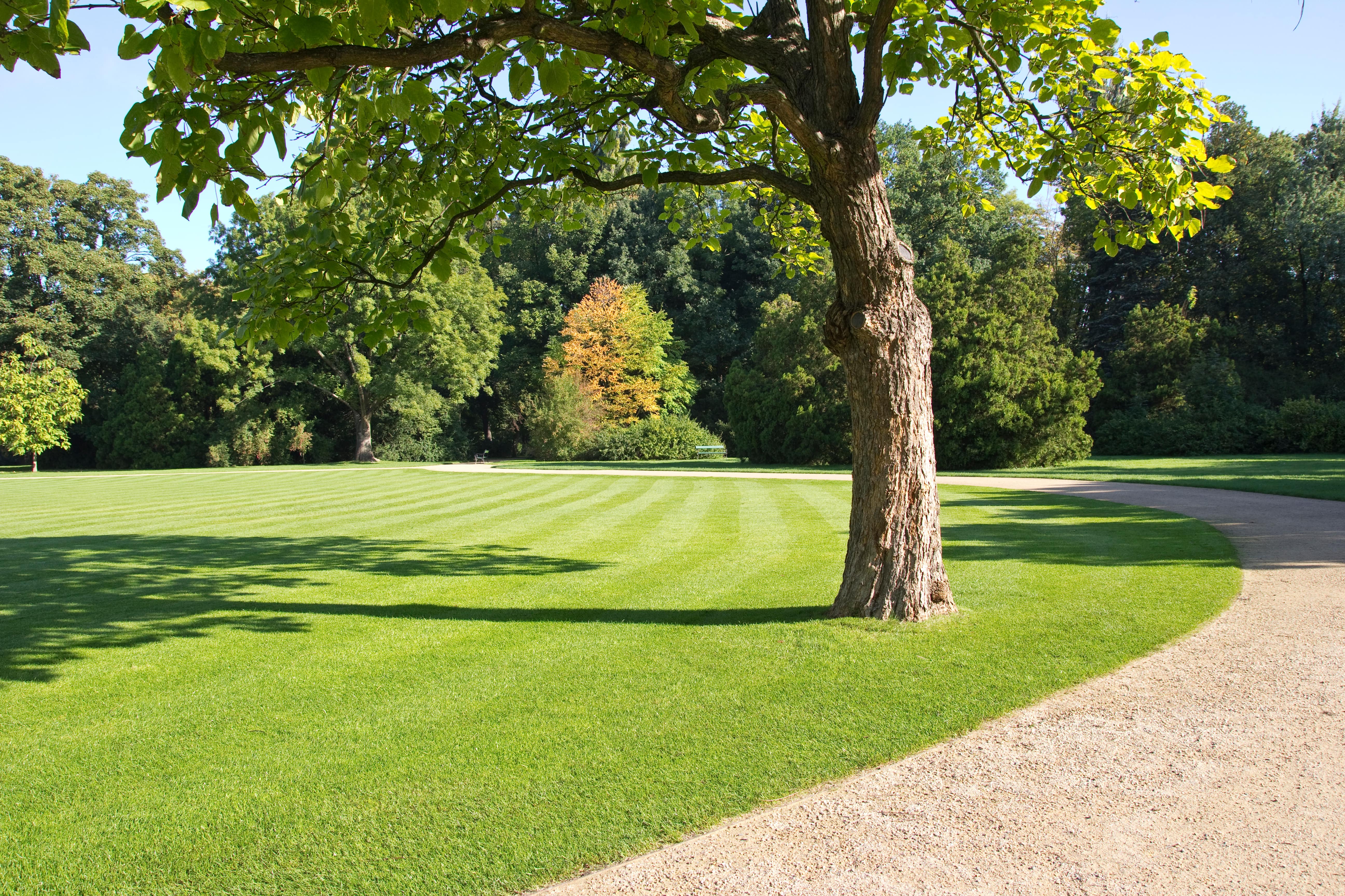 Baum in einem Park